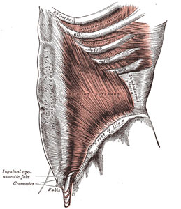 M. obliquus internus abdominis (Quelle: Henry Gray (1918) Anatomy of the Human Body – https://commons.wikimedia.org/w/index.php?curid=531410)